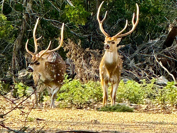 TBD RM 334, Brackettville, TX 78832