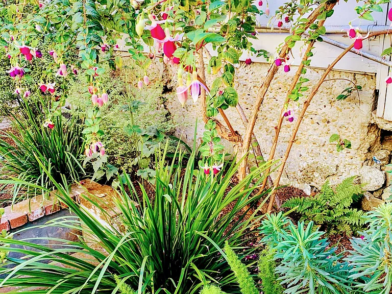 Garden fuschia