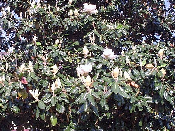 HUGE Magnolias
