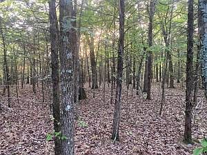 1st image of Cotton Ln