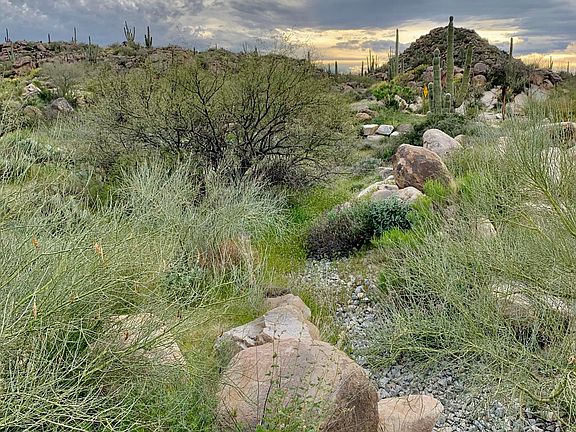 2nd image of 863 W Granite Gorge Dr #328