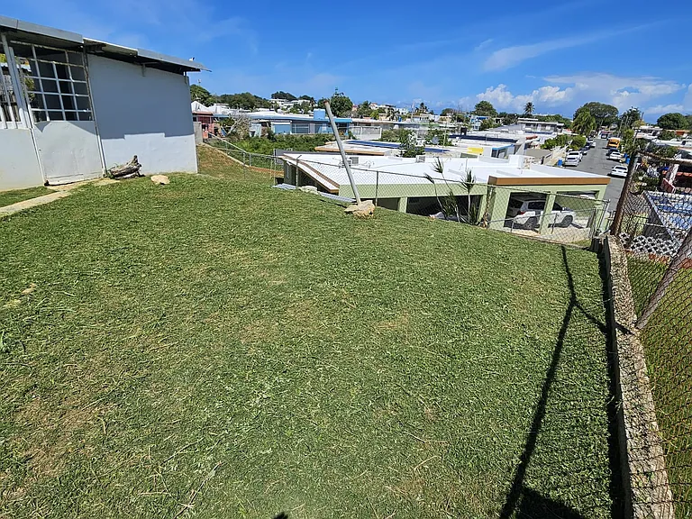 Back yard