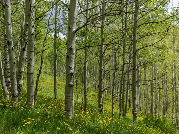 Dolores River Subdivision Lot 3, Rico, CO 81332