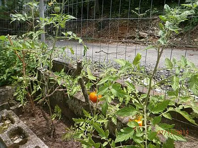 Vegetable Wall Garden