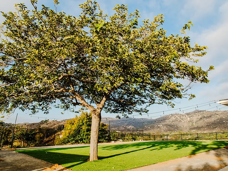 Side Lawn Mountain View