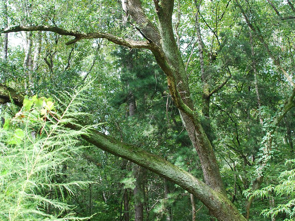 Another image of Live Oak