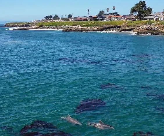Bay Dolphin view towards property