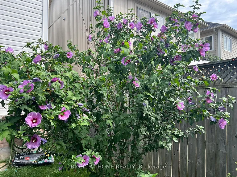 39 Golden Iris Cres — Photo 41