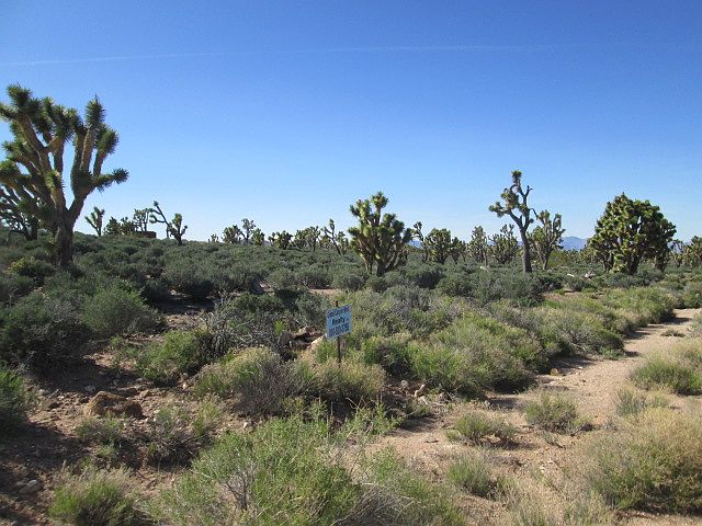 1st image of 26542 Palo Christi And 26541 Cholla