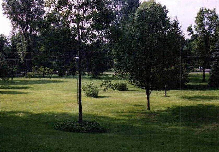 Back yard