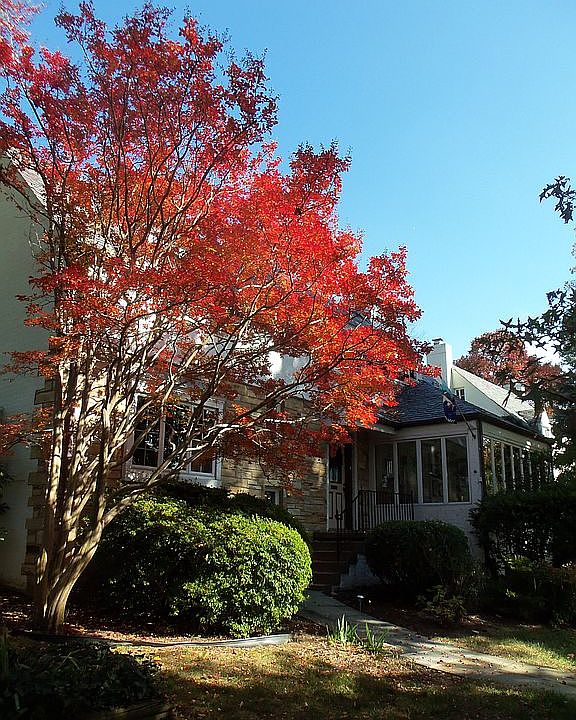 Fall Colors