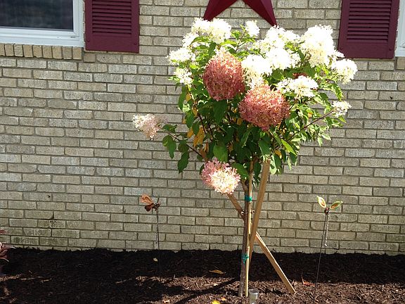 hydrangea tree