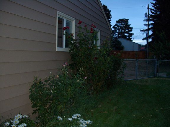 Rose bushes on side of house