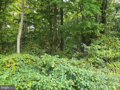 0 Black Dog Aly, Millsboro, DE, 19966