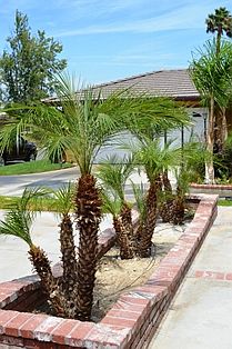 Palms in brick planters