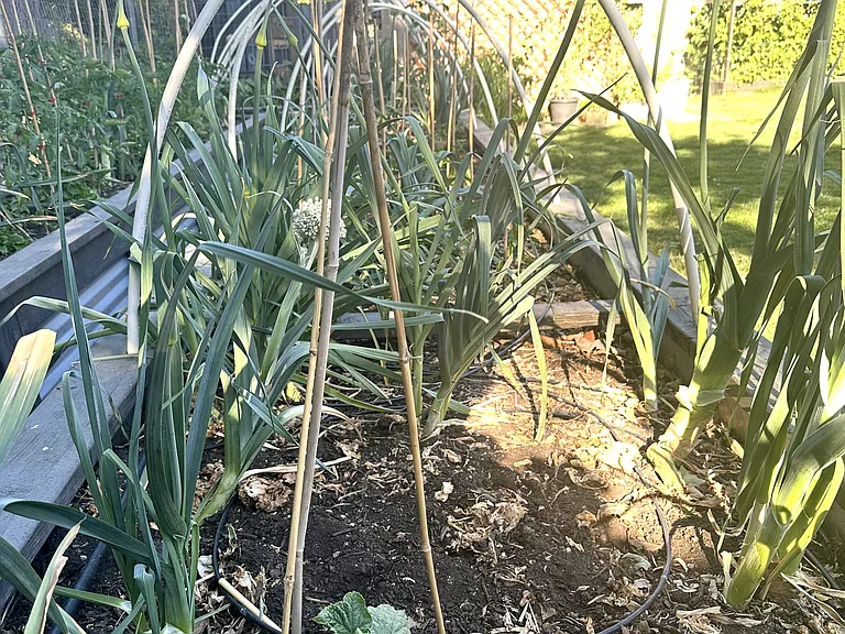 Main garden bed