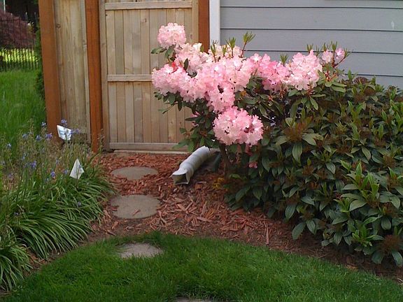 Fenced Back Yard