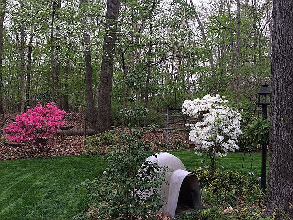 Great fenced yard for dogs 