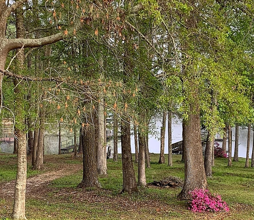 1839 Powell Trce, Abbeville, AL 36310 Zillow