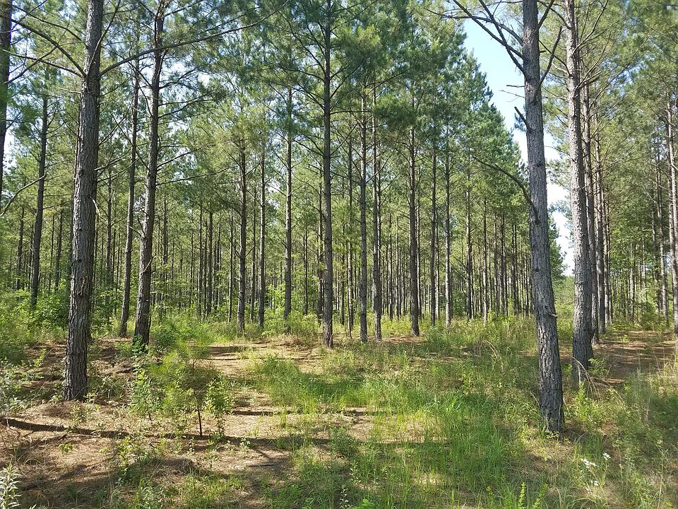 2nd image of Longstreet Rd