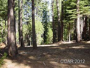 1st image of 1974 Bear Dog Trl