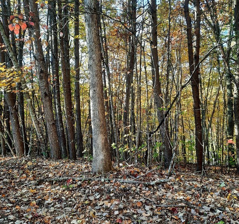 2nd image of 0 Dog Leg Rd