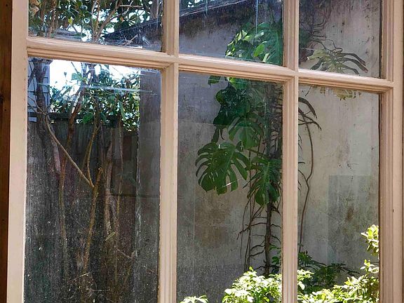 Do you spy a beautiful monstera?