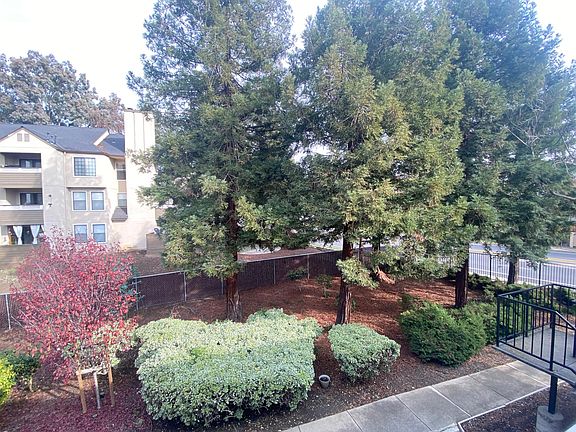 Front View from the Balcony, with many tall pine trees, nice view