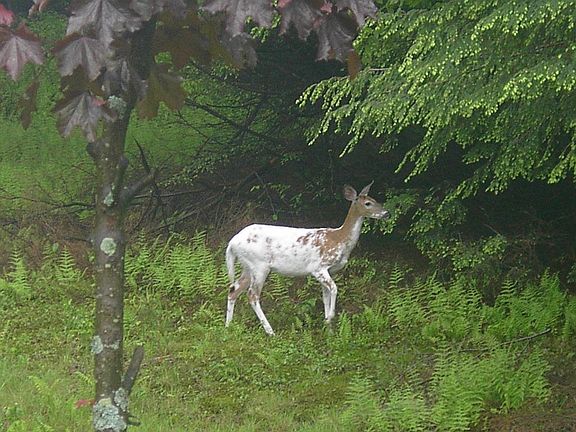 Pibald deer from my office