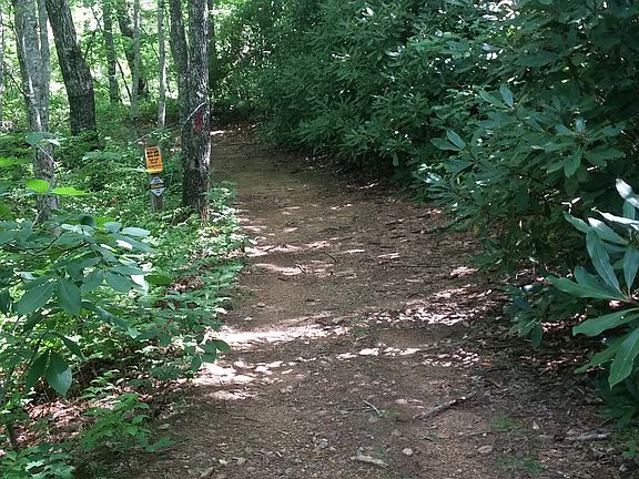 Bordering Nat'l Forest trail