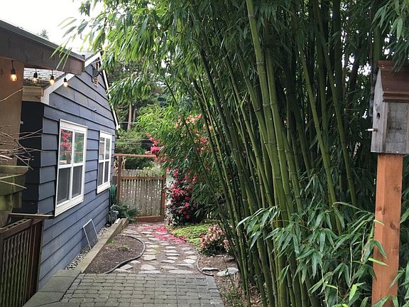 beautiful side yard with bamboo garden