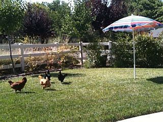 Zoned for horses, chickens