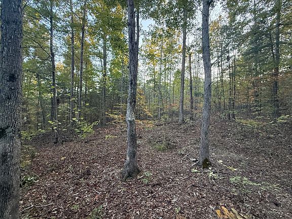 The hardwood forest area near the middle of the property