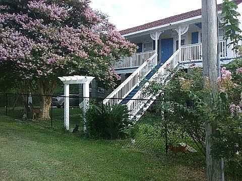 Crepe Myrtle in bloom, July