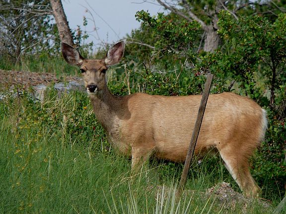 Majestic Buck in Your Backyard!
