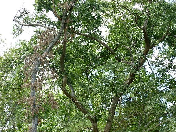 This is one of the gorgeous oak trees that adorn the 1.53 acres