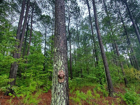 5th image of 1 Smith Rocky Branch Rd
