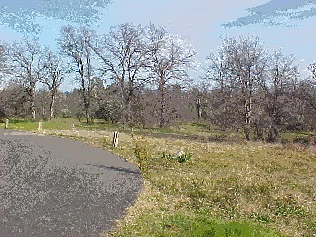 Pepper Tree