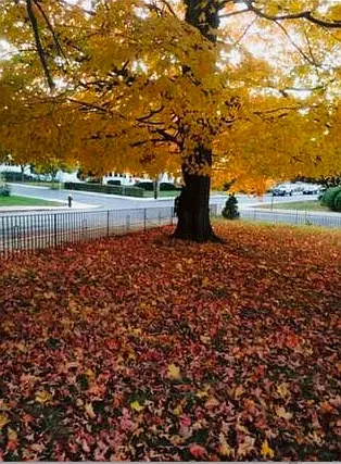 Century sweet maple tree at your windows of your room for fresh air and quiet living environment