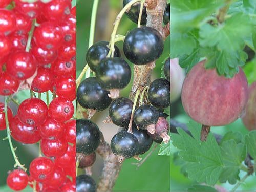 PYO berries in the back and front yard. House backs a wooded stream.