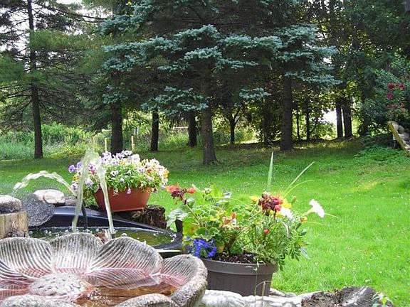 Blue&Colorado Spruce trees &Saucer magnolia