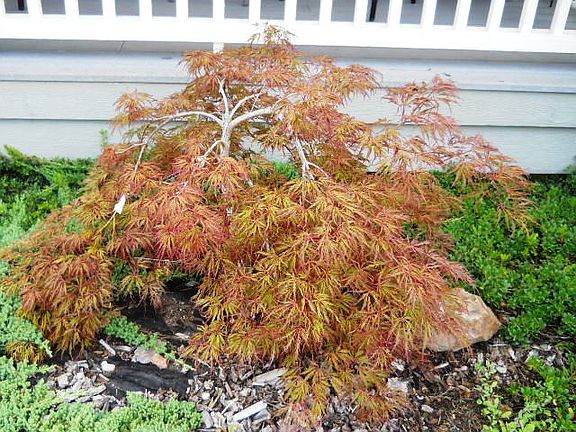 Established Japanese Maple