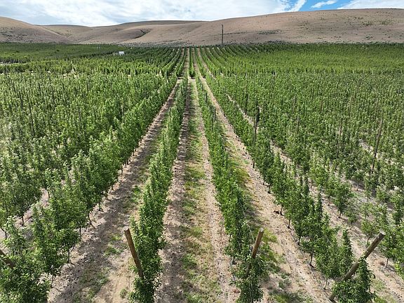 18358_Yakima-County-Washington-Orchard-138-Acres (2)