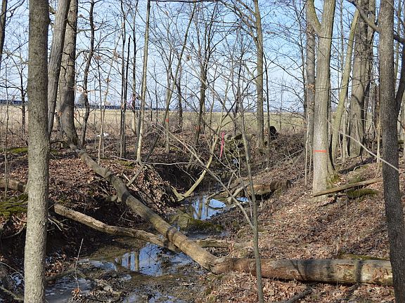 Creek bottom
