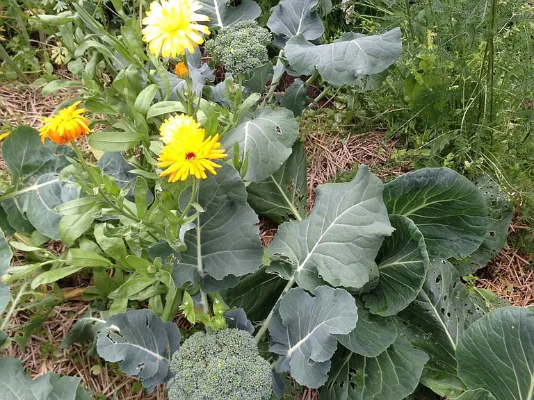 Organic gardens in front and back for all to use