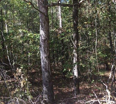 4th image of 10A Green Tree Dr #10B