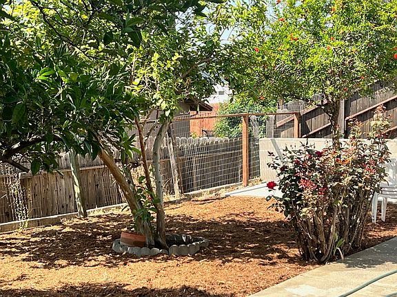 Backyard View of More Rose Bushes and Pomegranate Tree