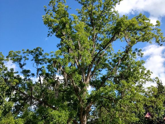2 pecan trees