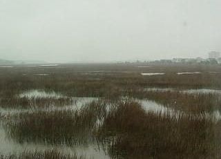 Marsh View