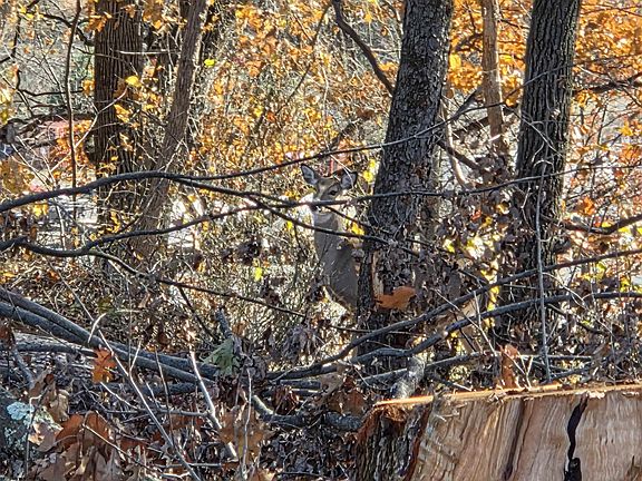 5th image of 0 Old Cheat Rd